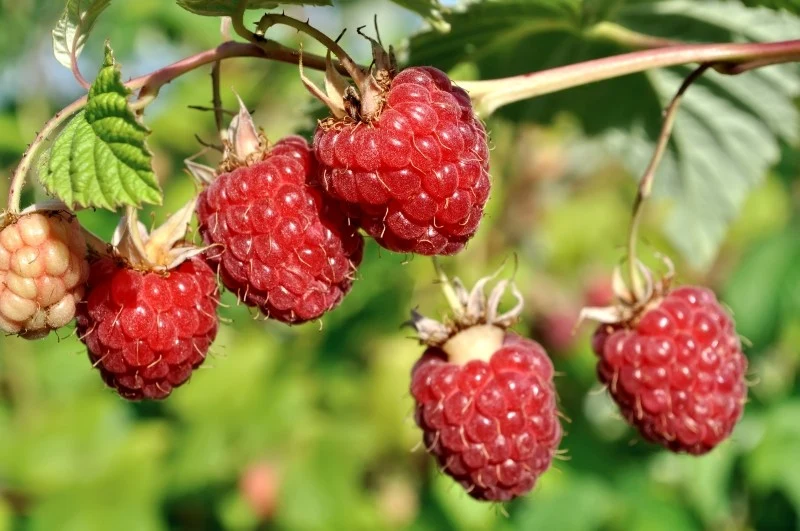 Wczesną wiosną maliny mają zwiększone zapotrzebowanie na azot