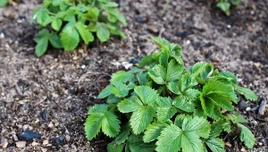 Wiosna to najważniejszy okres w uprawie truskawek. Od pielęgnacji w tym okresie zależy jakość uprawy.