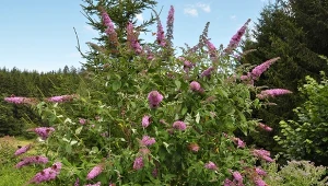 Poznaj 3 sposoby na wiosenne cięcie budlei. Będzie zdrowo rosnąć i bujnie kwitnąć.