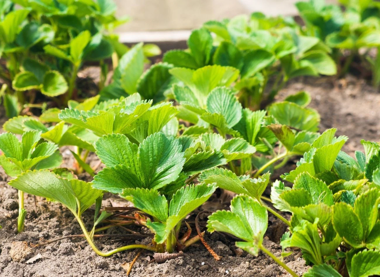 Truskawki źle reagują na nadmiar wilgoci.