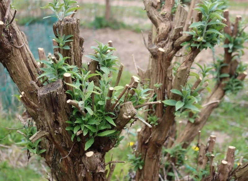 Wiosenne cięcie budlei stymuluje wzrost silnych, zdrowych pędów