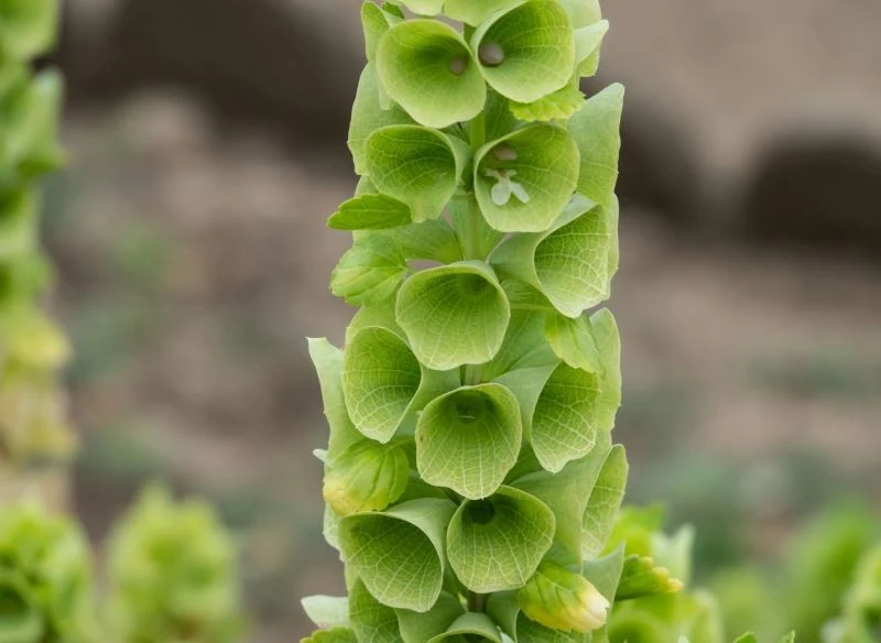 Dzwonki irlandzkie lubią umiarkowanie wilgotną glebę