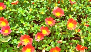 Portulaka 'Tangerine' Mojave, kolorowa i wytrzymała roślina, może być balkonowym hitem tego sezonu. Przed ognistym kwitnieniem mało co mogłoby ją powstrzymać.