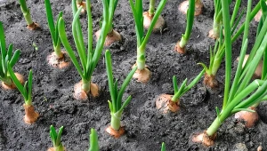 Cebula 'Cymes', najlepsza do wiosennego zbioru odmiana ma tendencję do równego dojrzewania i załamywania szczypioru. To nie jedyna jej zaleta. Przeczytaj i sprawdź, dlaczego je uprawa naprawdę ci się opłaca.