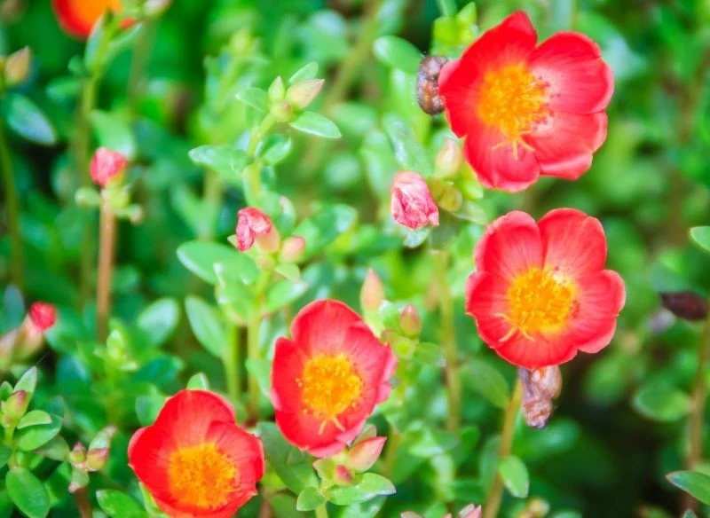 Kwiaty portulaki mają żółciutkie środki, pomarańczowo czerwone płatki i czerwoną nasadę