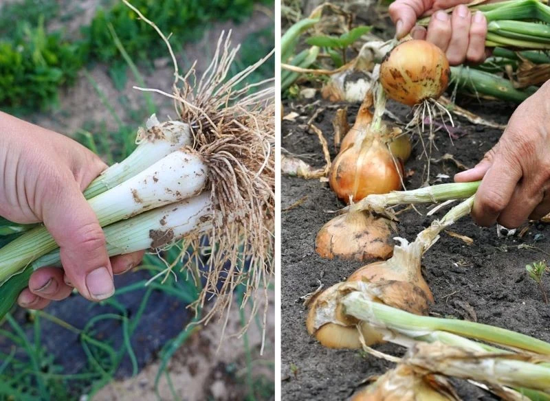 Cebule odmiany 'Cymes' można uprawiać na dymki, ale jako dojrzałe, pełnokształtne warzywa również stanowią smakowity cel uprawy
