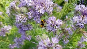 Rośliny wabiące pszczoły i inne owady zapylające. Warto je mieć w ogrodzie
