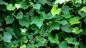 Jakie choroby atakują winorośl? Najczęściej mączniak rzekomy i prawdziwy.