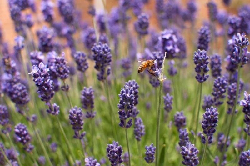Niesamowity zapach lawendy przyciąga pszczoły i inne owady zapylające