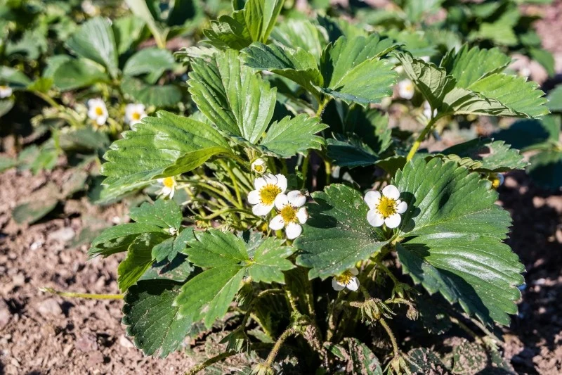Po zimie truskawki wymagają dokarmiania, aby móc zdrowo rosnąć i obficie owocować