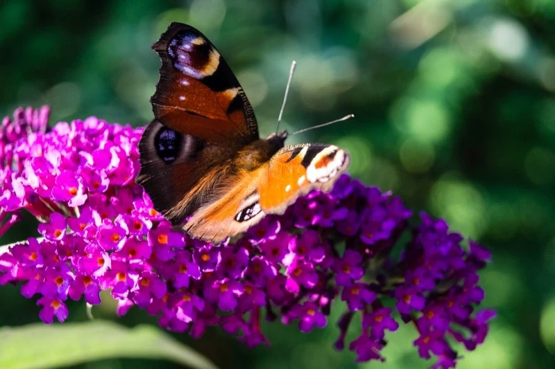 Budleja Dawida jest potocznie nazywana "motylim krzewem"