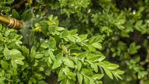 Kiedy pryskać bukszpan olejem parafinowym, by pobyć się ćmy bukszpanowej z krzemu?