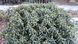 Czego rododendron potrzebuje na wiosnę? Przede wszystkim nawożenia./Deccoria.pl