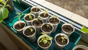 Zanim przeniesiesz siewki do większych doniczek dokładnie sprawdź, czy są już na to gotowe. Podpowiadamy, do kiedy można siać pomidory, ile trwa rozsada i kiedy należy przeprowadzić pikowanie.