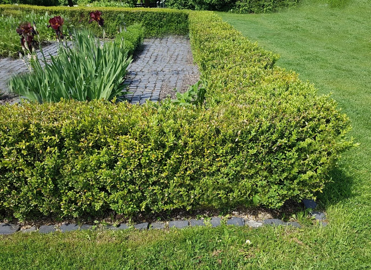 By skutecznie chronić bukszpan przed szkodnikami, warto stosować kilka metod jednocześnie.
