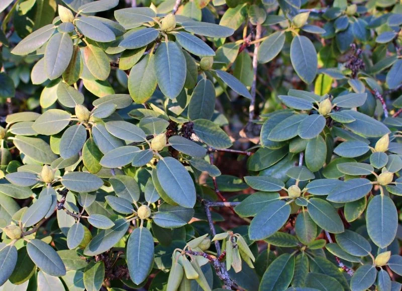 Domowa odżywka przygotuje rododendrony do kwitnienia