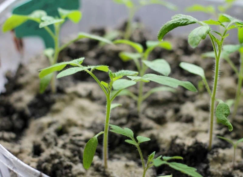 Młode sadzonki pomidora, które nadają się już do przeniesienia do pojedynczych, większych doniczek i kontynuacji uprawy