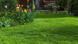 Popiół drzewny wiosną najlepiej sprawdzi się do nawożenia trawnika. Dlaczego?
