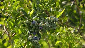 Zrównoważone nawożenie borówki amerykańskiej na wiosnę na ogromny wpływ na ilość i jakość jej owocowania latem.
