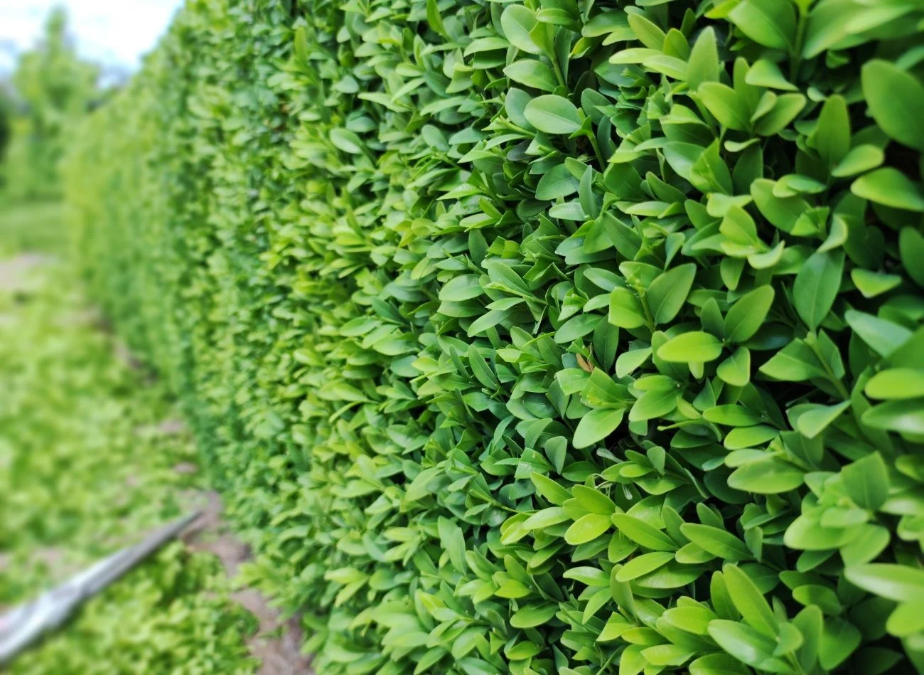 Popiół drzewny można sypać przez cały sezon pod bukszpany.