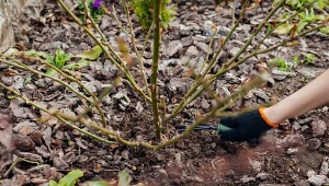 Wiosenne nawożenie róż jest kluczowe dla ich zdrowia i piękna.