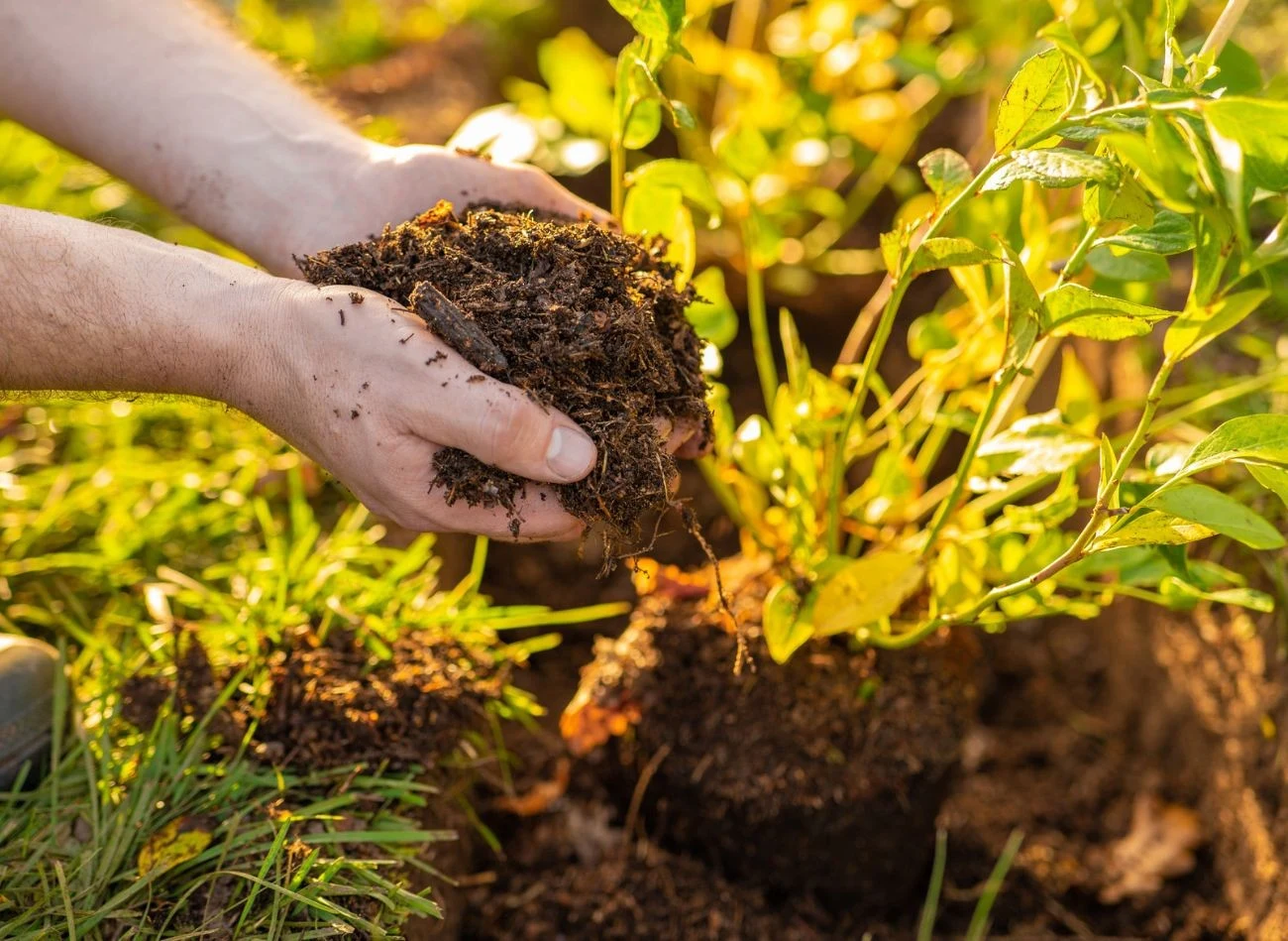 Przekompostowany obornik poprawi strukturę podłoża borówki amerykańskiej.