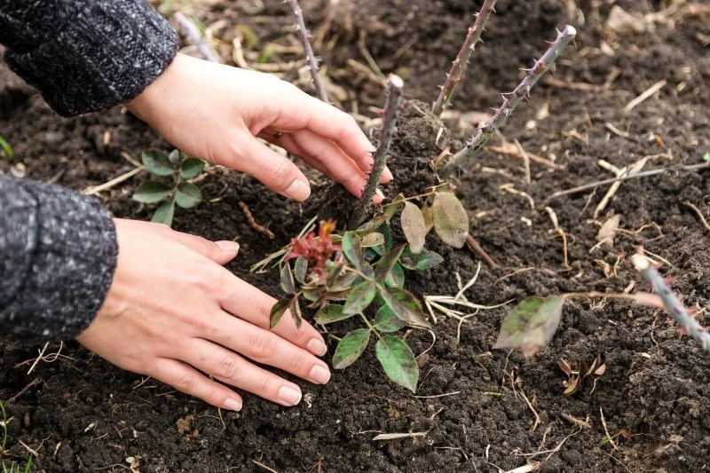 Do nawożenia róż można wykorzystać zarówno nawozy mineralne, jak i naturalne