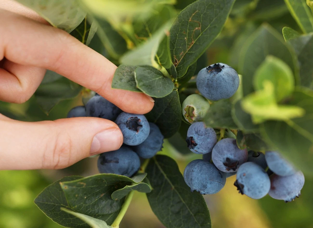 Nieterminowe nawożenie borówki amerykańskiej mogą sprawić, że do owocowania dojdzie zbyt późno, a wytworzone jagody nie zdążą dojrzeć.