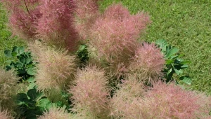 Jakie krzewy ozdobne przyciąć w marcu? Sposób na obfitsze kwitnienie