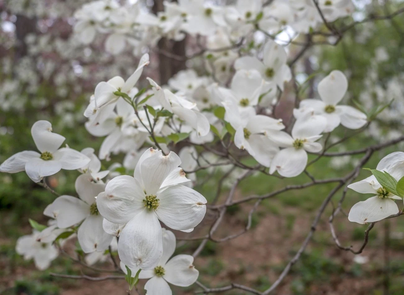 Dobrze przycięty na wiosnę dereń biały odwdzięczy się bujnym kwitnieniem.