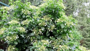 Hortensja pnąca to roślina, która zachwyca bujnym kwitnieniem i zdolnością do wspinania się po murach.