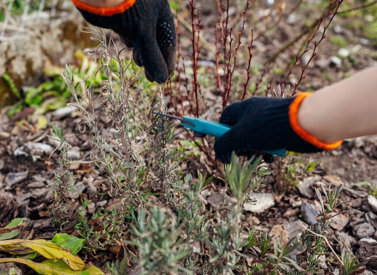 Wiosenne ciecie lawendy polega na usuwaniu zeszłorocznych kwiatostanów.