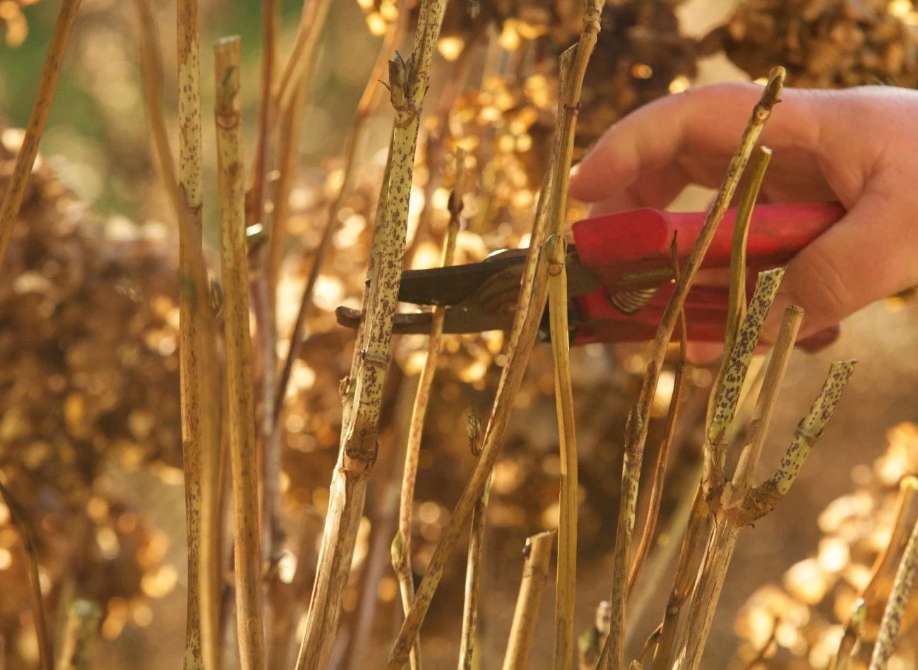Radykalne cięcie krzewów lub robienie tego w nieodpowiednim czasie może skutkować słabym lub brakiem kwitnienia.