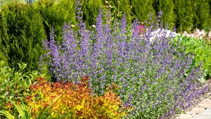 Kocimiętka jest jednym z najpiękniejszych zamienników lawendy.