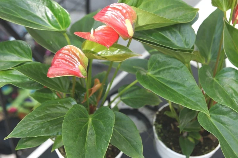 Najlepszym czasem na przesadzanie anturium jest wiosna