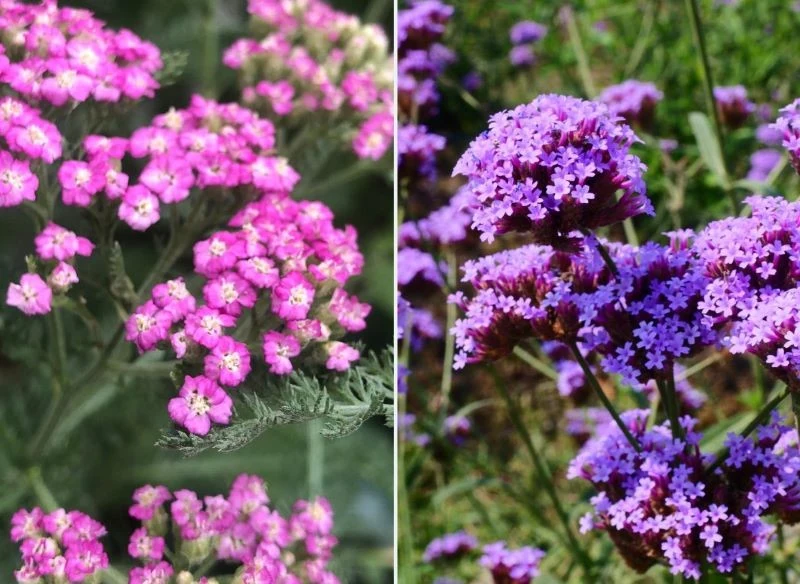 Krwawnik pospolity (z lewej) i werbena patagońska to doskonałe zamienniki lawendy