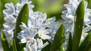 Puszkinia cebulicowata to jeden z najwcześniej kwitnących kwiatów wiosennych. Możesz posadzić już na balkonie.