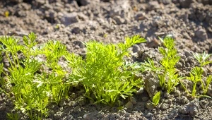 Kiedy siać do gruntu wczesna marchew i jakie odmiany wybrać?