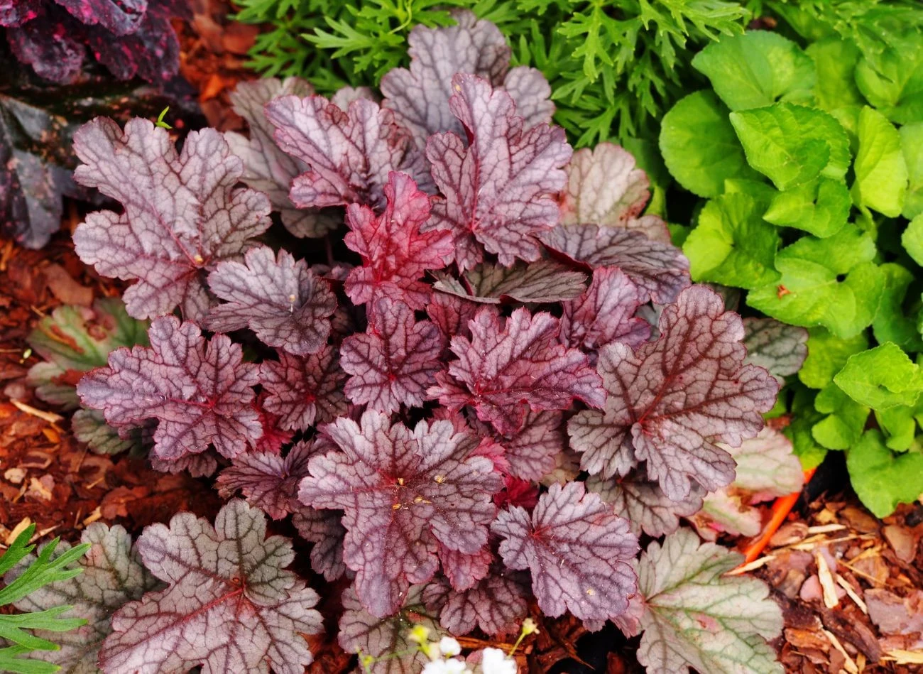 Żurawki mają pięknie wybarwione liście, będę wyjątkową ozdobą wiosennego balkonu.