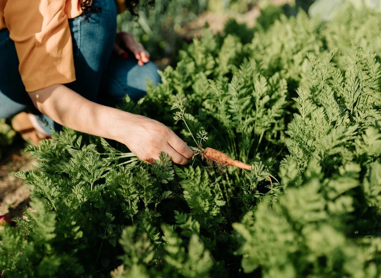 Pierwszy zbiór marchwi można przeprowadzić nawet 70 dni po wysiewie.