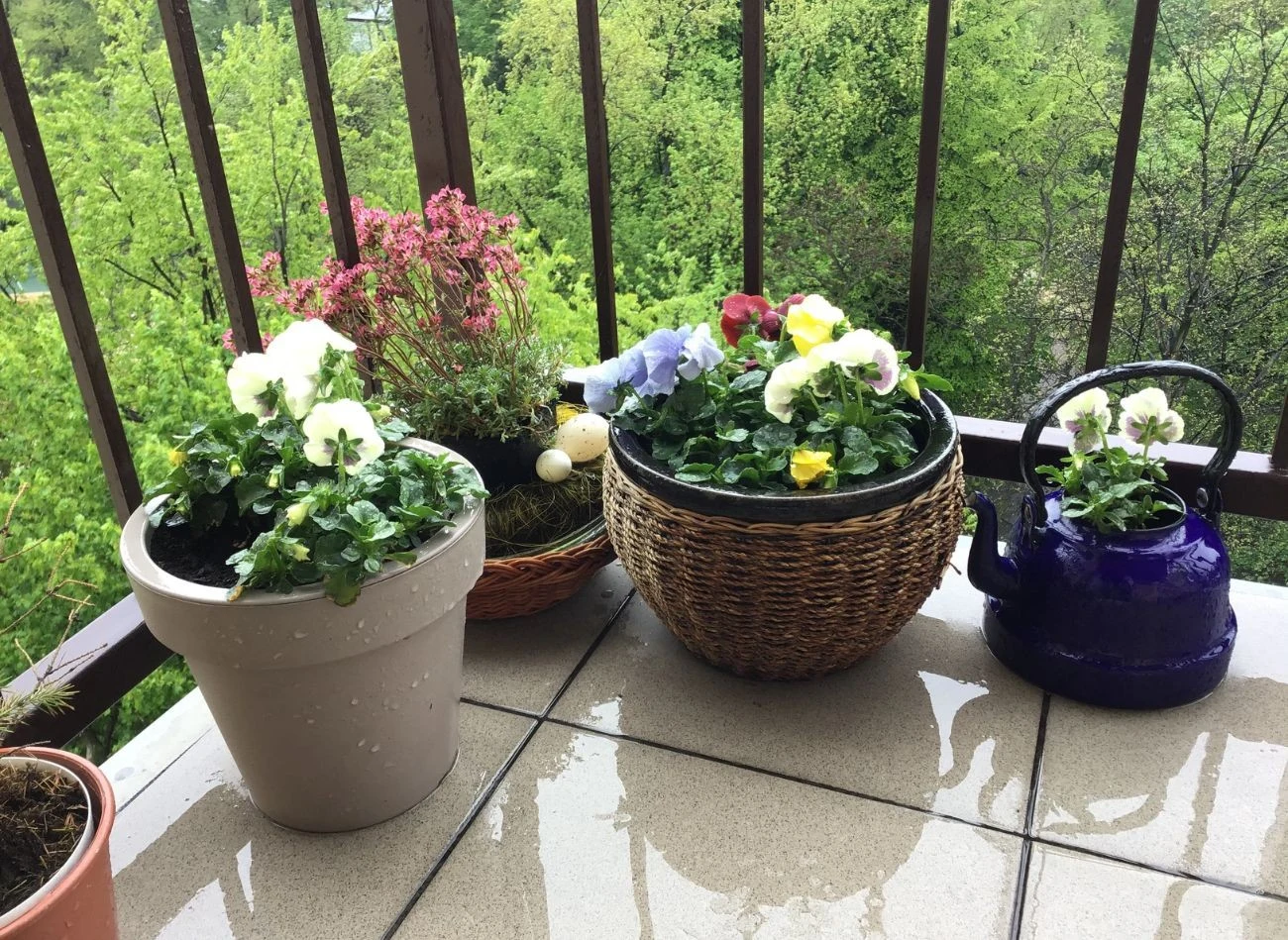 Kwiaty posadzone na balkonie w marcu wymagają regularnej pielęgnacji.