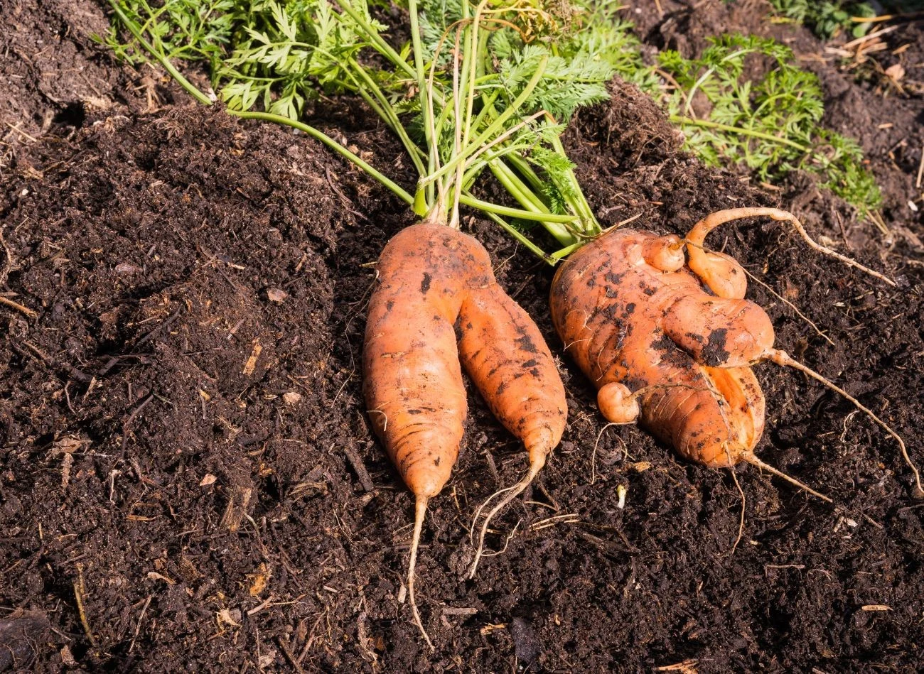 Sypanie świeżego obornika na świeżo wysiana marchew może skutkować rozwidleniem korzeni.