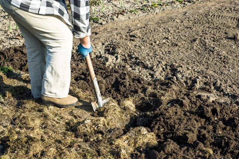 Przekopywanie gleby ma swoje zalety, choć jest pracochłonne