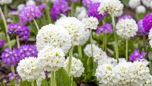 Kuliste kwiaty wypuszcza już w marcu. Uprawa pierwiosnka ząbkowanego