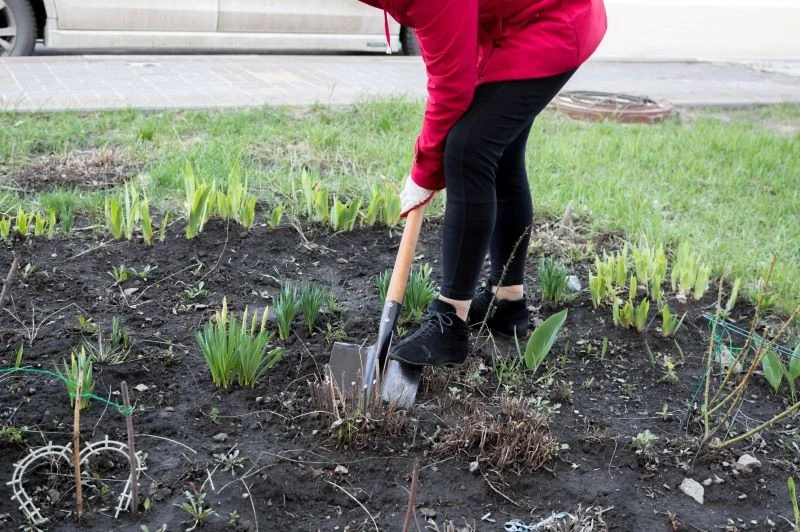 Jak przekopywać glebę lekką, a jak średnią i ciężką