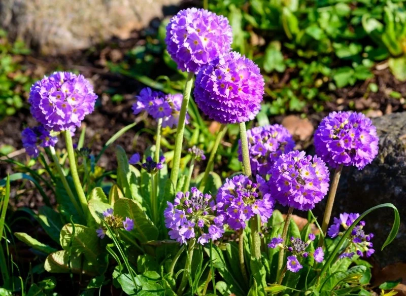 Pierwiosnek ząbkowany wymaga regularnego, ale umiarkowanego podlewania