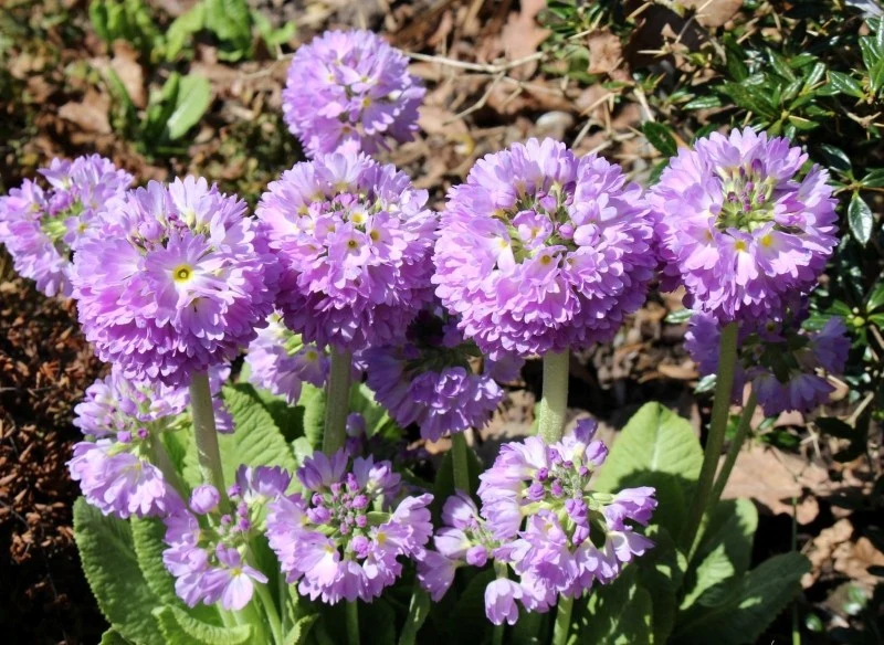 Pierwiosnek ząbkowany świetnie nadaje się na wiosenne rabaty, ogrody skalne oraz do donic