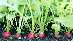Co zrobić, żeby wiosenna rzodkiewka była bez robaków?