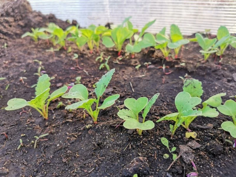 Wczesny termin siewu rzodkiewki to jeden ze sposobów walki ze śmietką kapuścianą