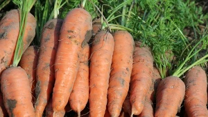 Towarzystwo niektórych roślin korzystnie wpłynie na wzrost marchewki.